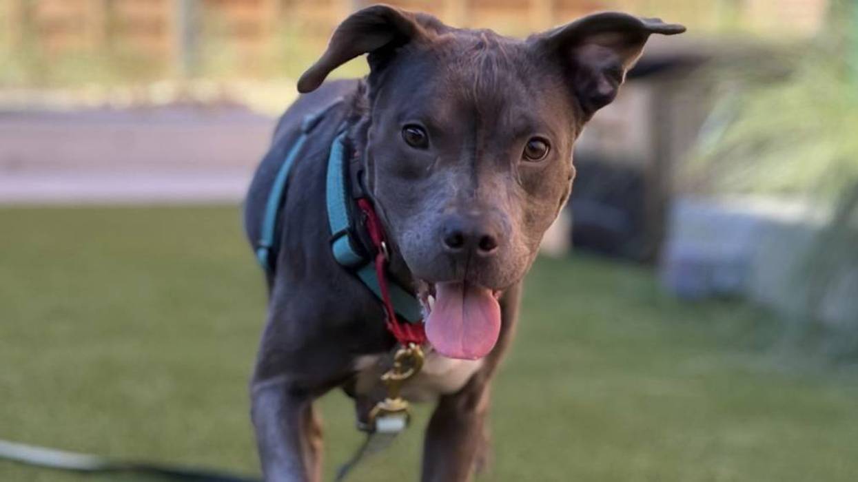 Adopt Don’t Shop