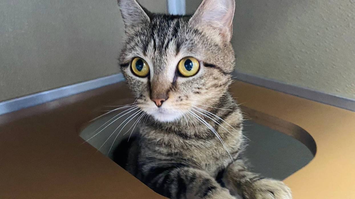 ADOPT JO