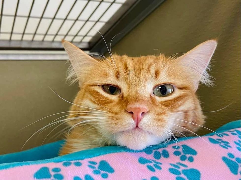 ADOPT LOUIE