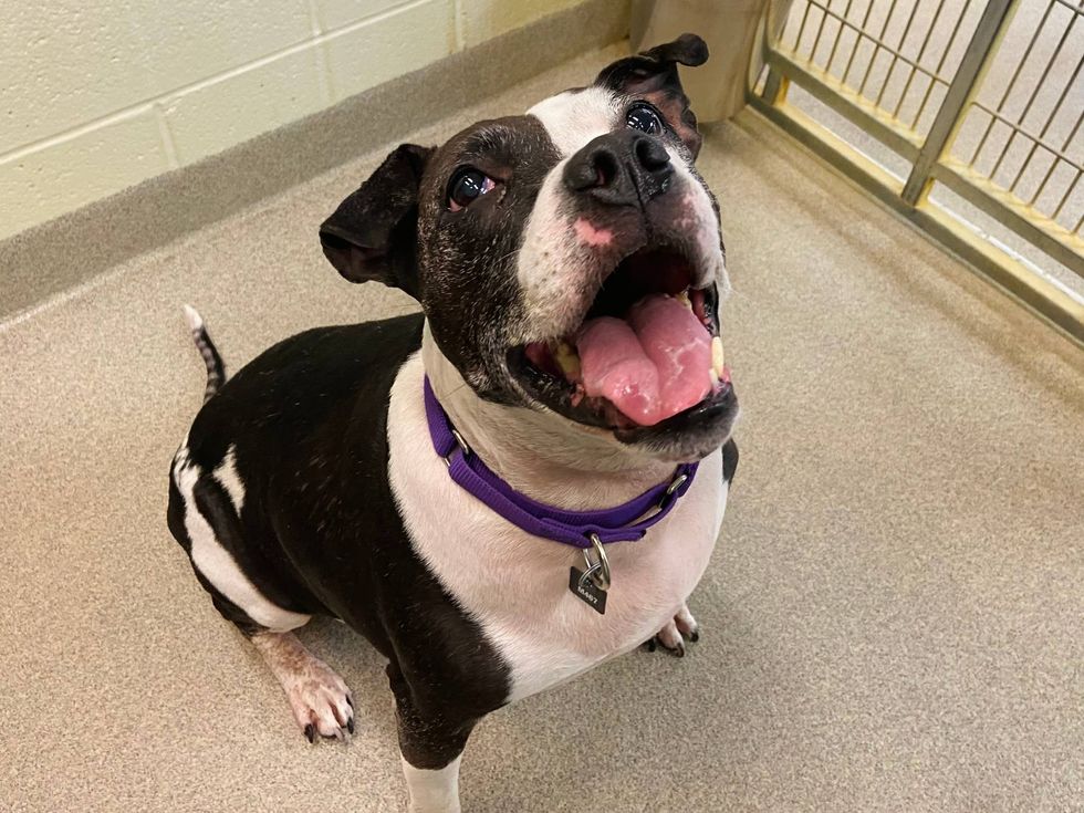 ADOPT LULU
