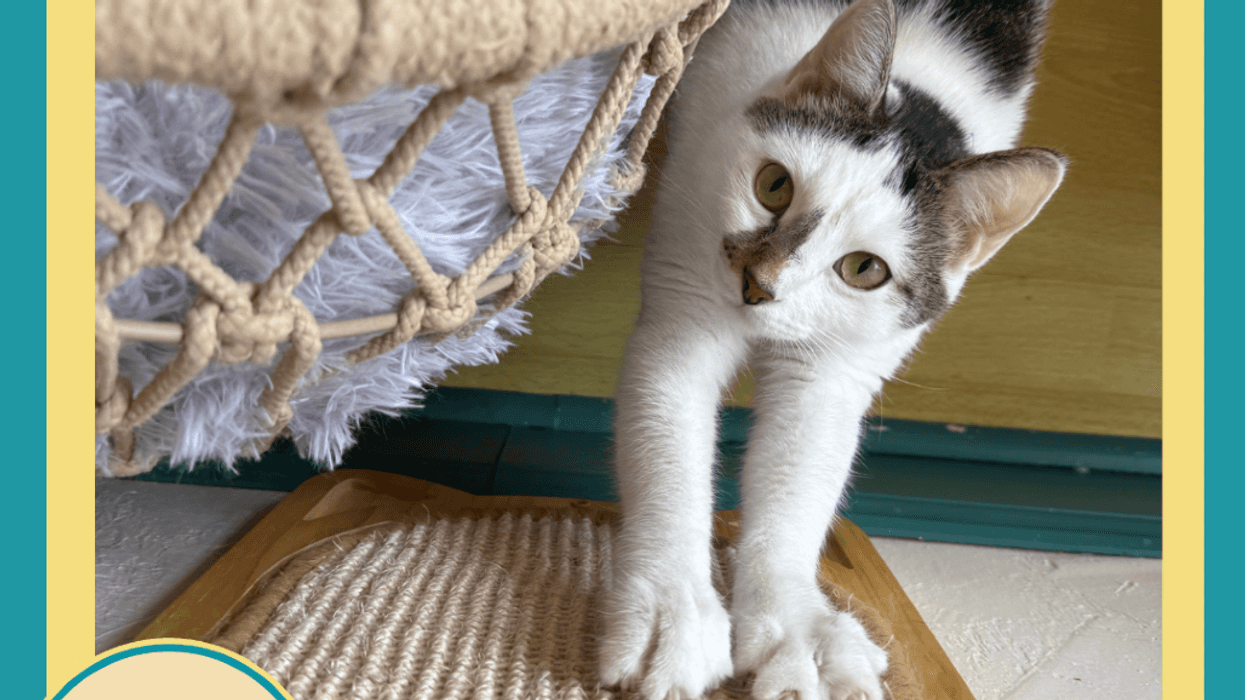 Adopt Madigan from the Humane Society of North Central Florida