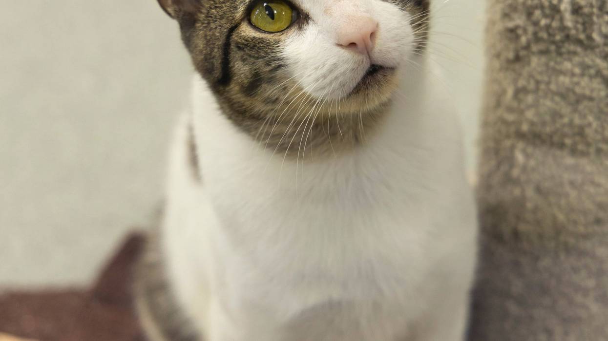 Adopt Rico from the HSNCFL