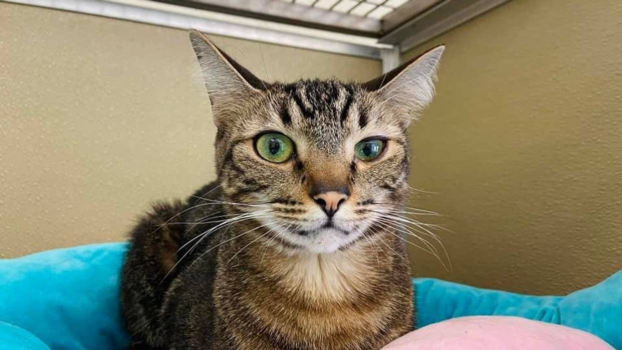 ADOPT