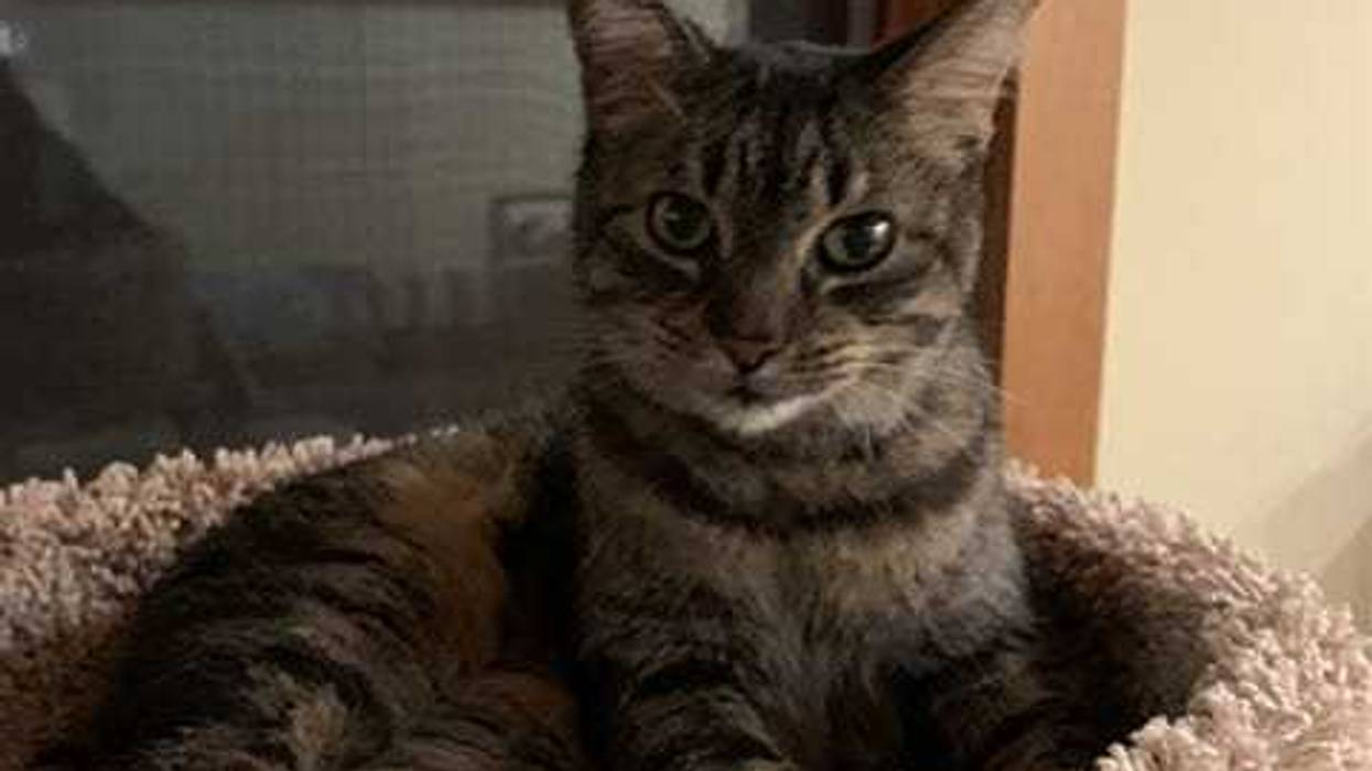 adoptable cat