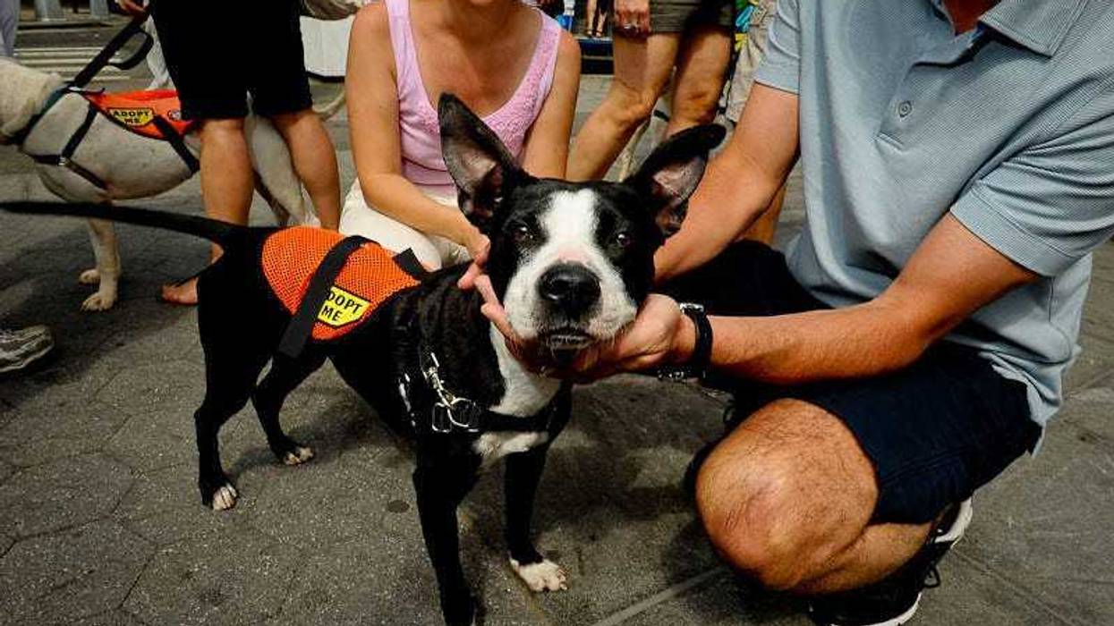 Adoptable dog at 2019 Adoptapalooza in Union Square