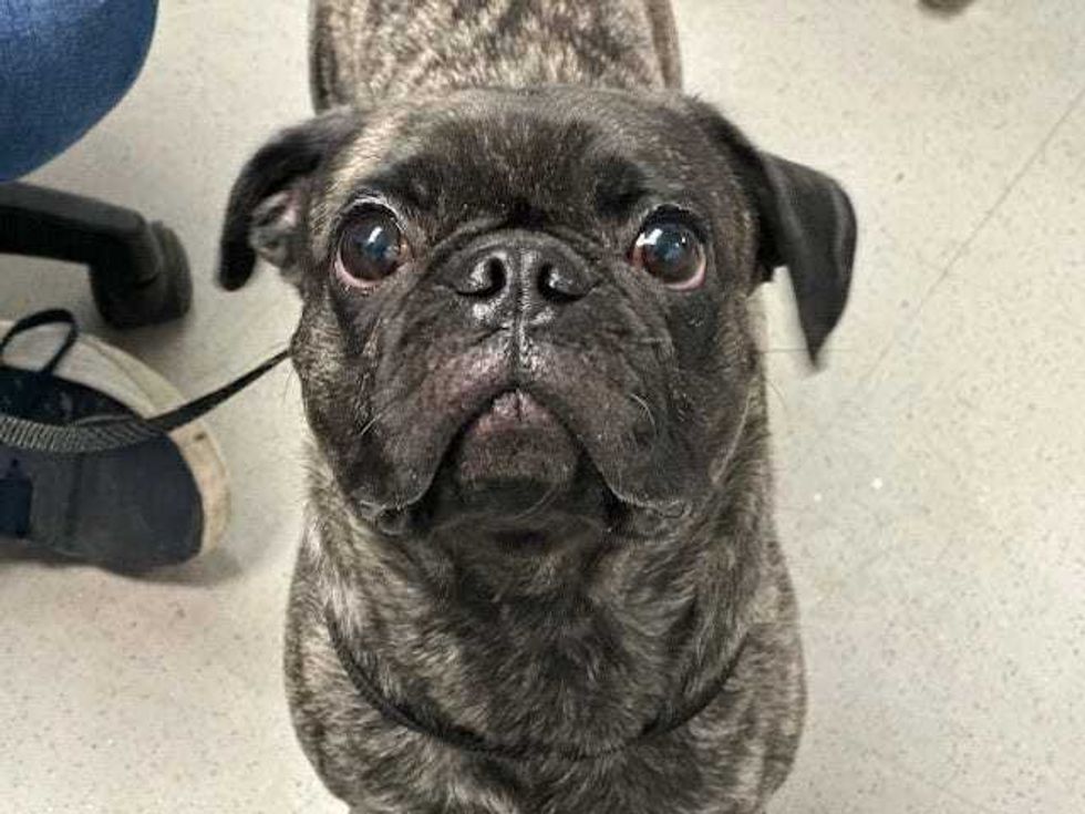 Adoptable dog at ACC