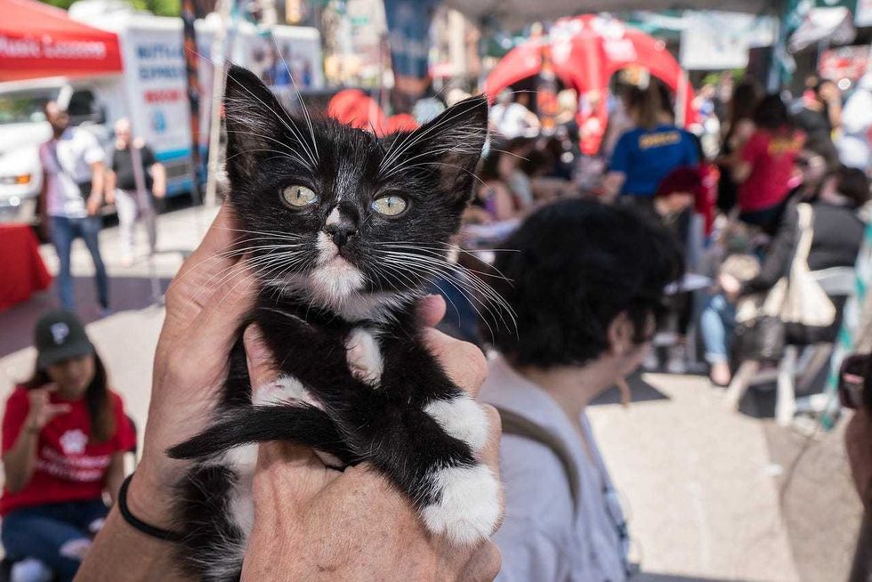 Adoptable kitten 2019 Adoptapalooza