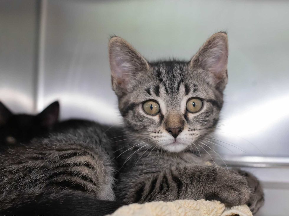 adoptable kitten