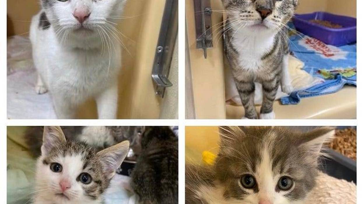 adoptable kittens