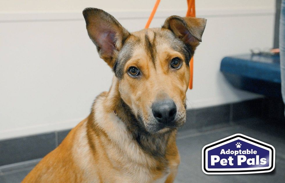 Adoptable Pet Pals: Meet Rixton!