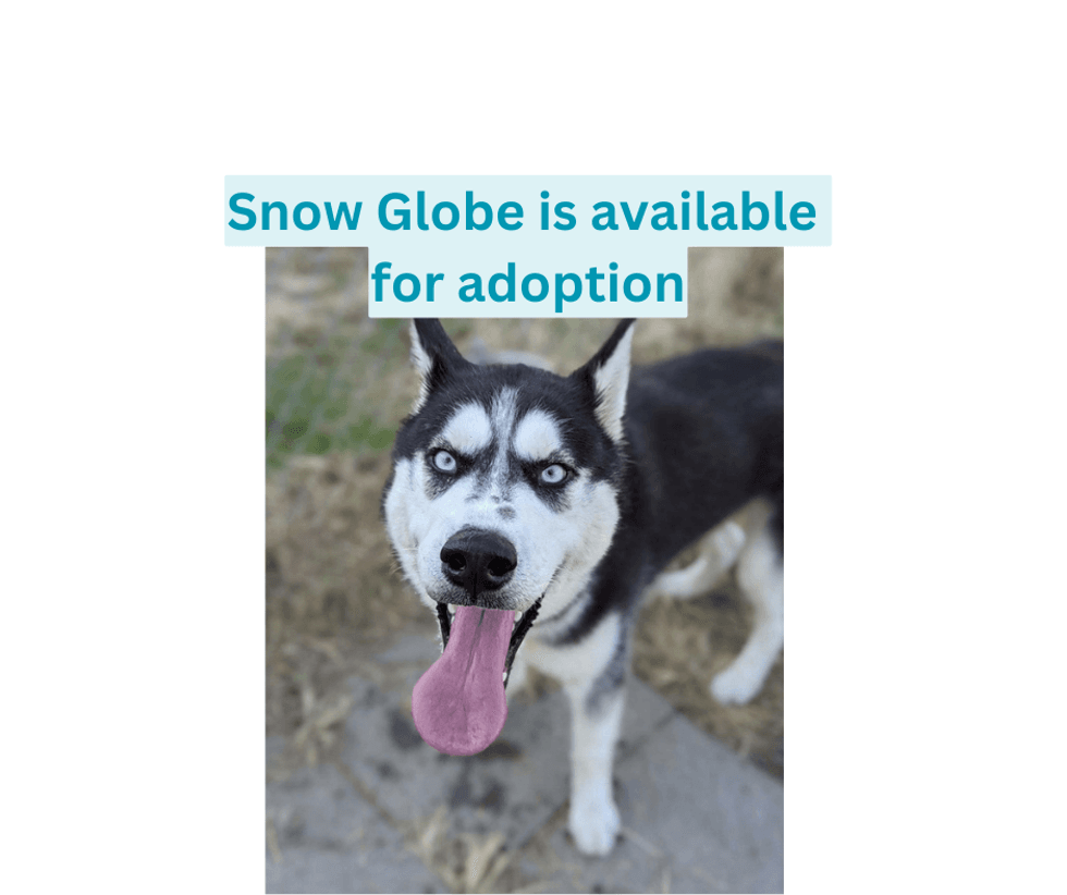 #adoptdontshop