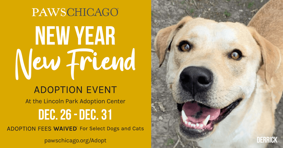 adoption event