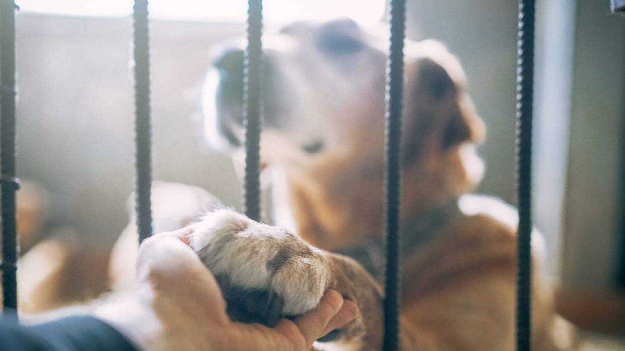 Adorable big mixed breed dog giving his paw to a man through the lattice while sitting in shelter kennel