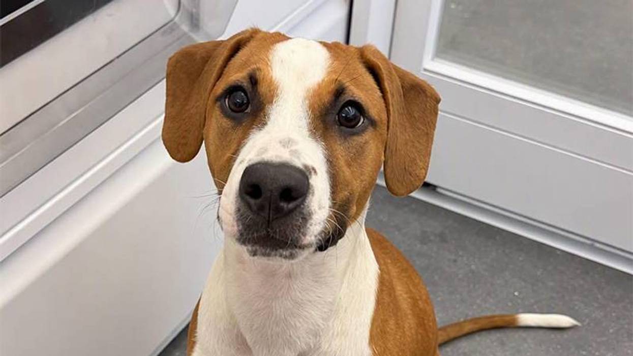Adorable brown and white dog with big, pleading eyes looks directly at the viewer.