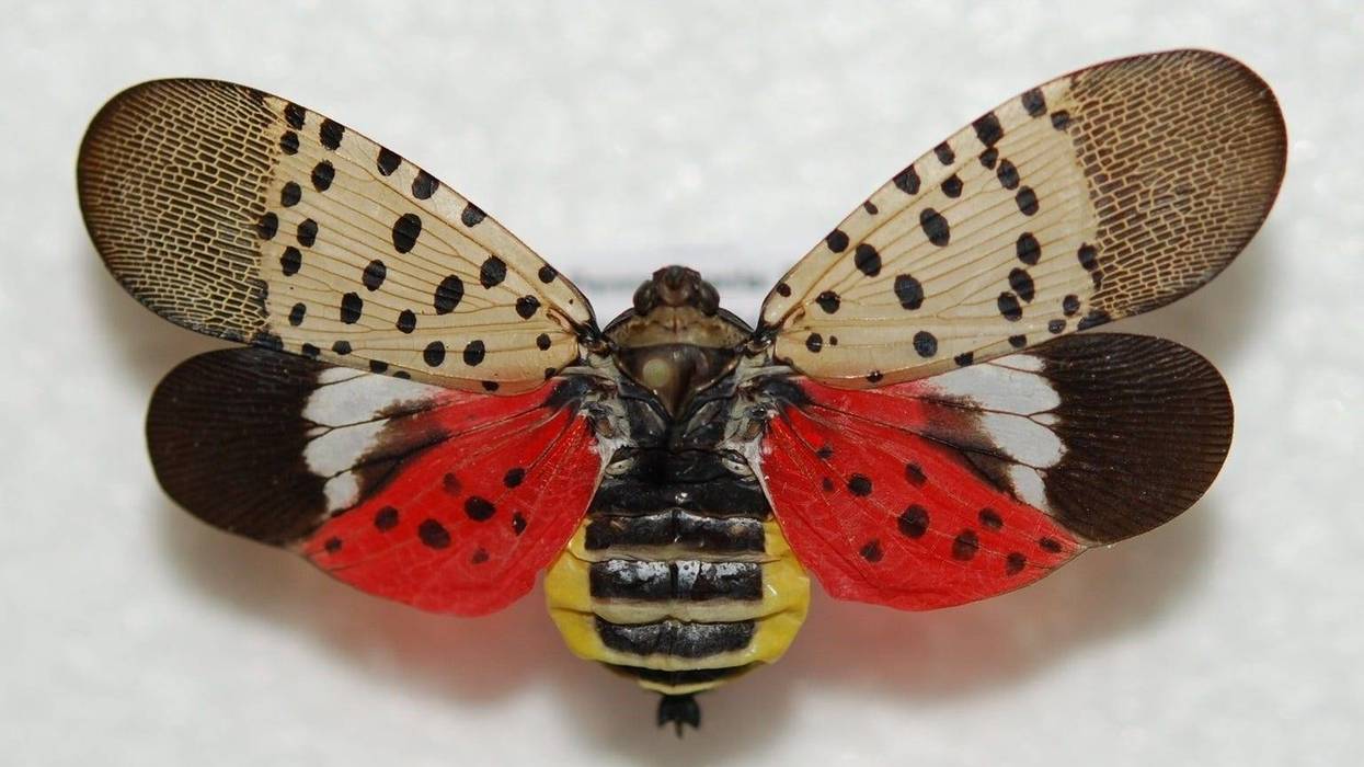 Adult spotted lanternflies are identifiable by their bright body and wing colors.