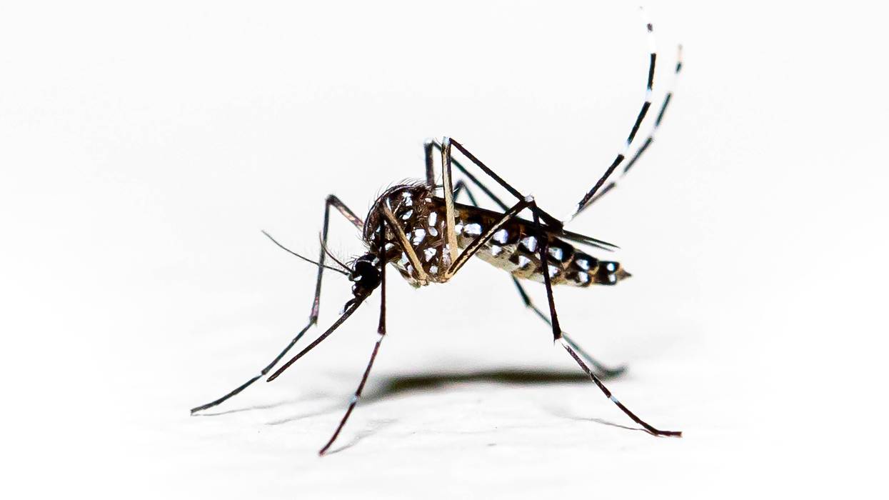Aedes aegypti mosquito pernilongo with white spots and white backgroun