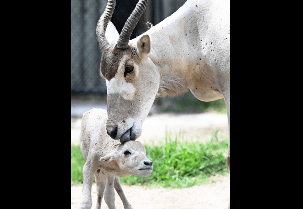 African antelope