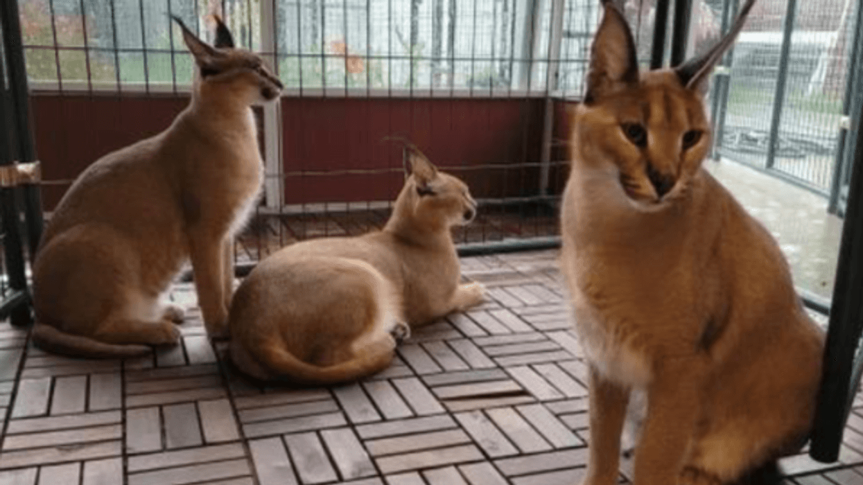 African caracal cats in Royal Oak