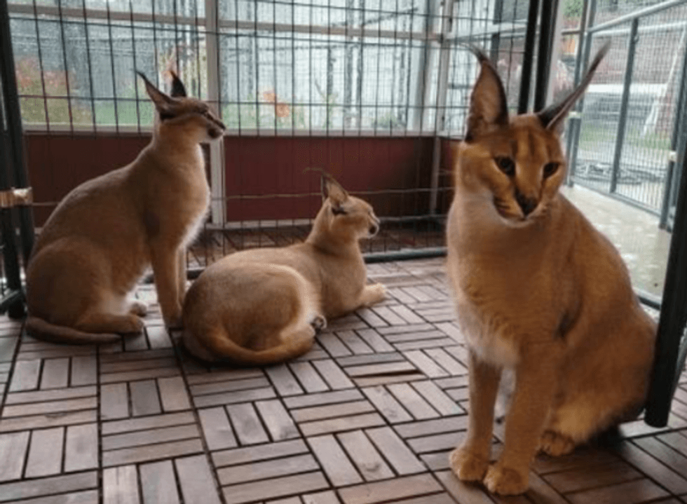 African Caracals