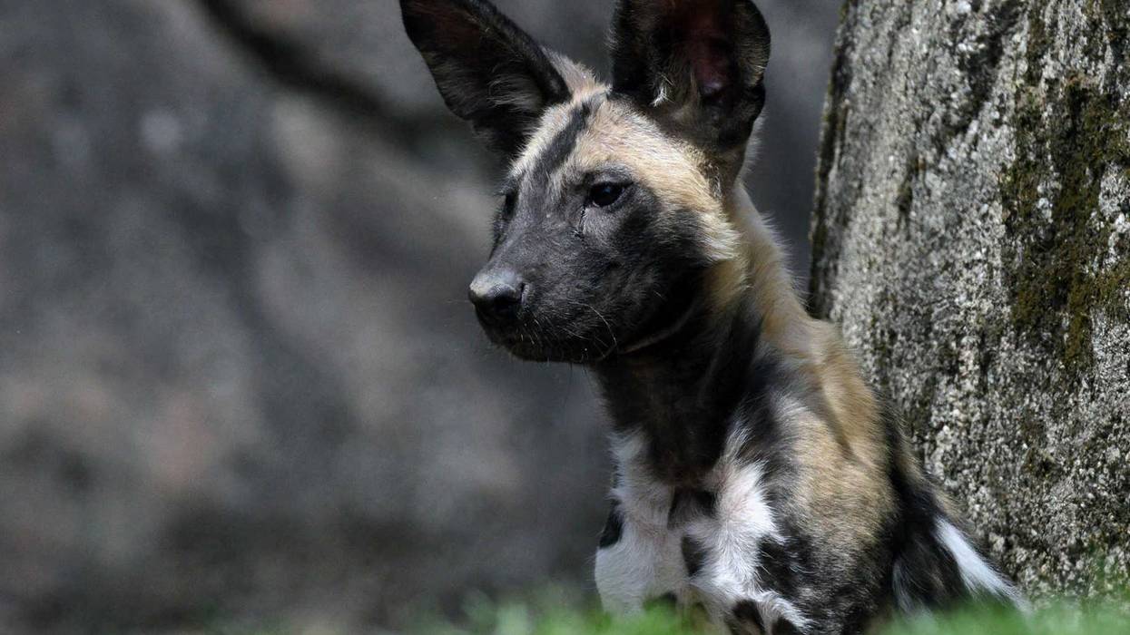 African painted dog puppy Kashyyyk