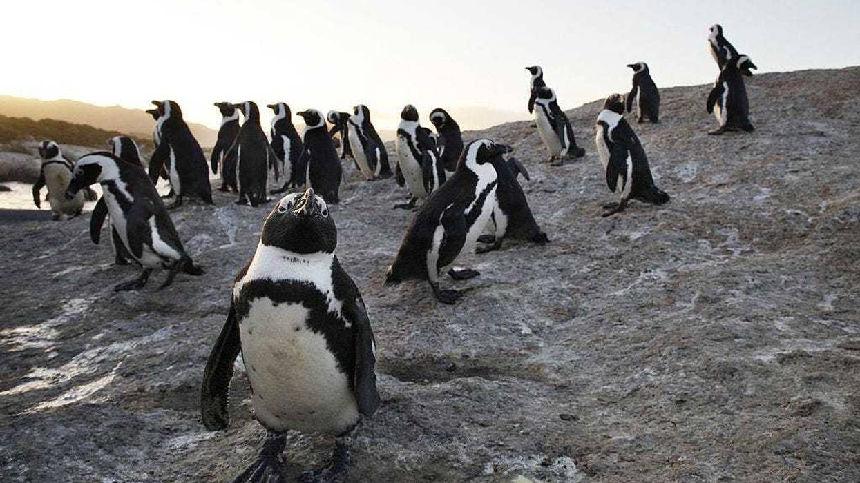 African penguins gather at Boulders Beach in Simon's Town, South Africa.