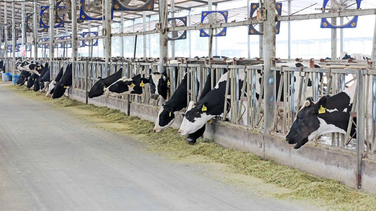 After a statewide test of dairy milk by the Minnesota Department of Agriculture, they have confirmed a strain of bird flu in a dairy herd in Stearns County.