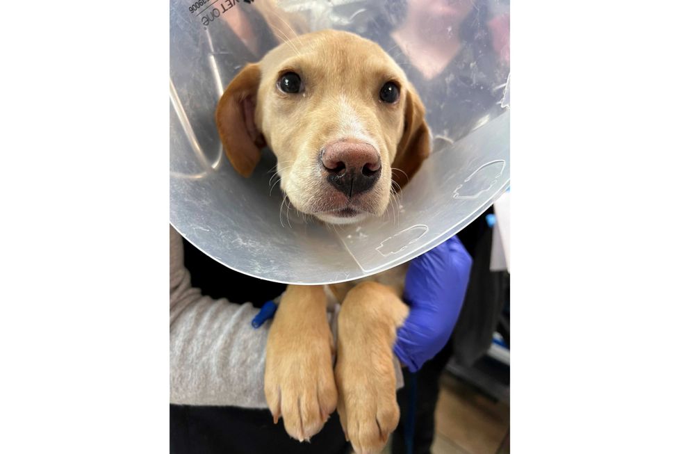 After surviving a plane crash in the Catskill Mountains on Sunday, Whiskey, a Labrador-mix puppy, rests at the Pieper Memorial Veterinary Center, Tuesday, Nov. 26, 2024, in Middletown, Conn