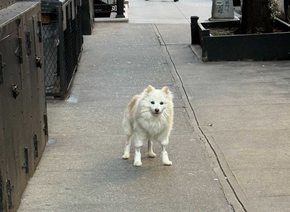 After taking Lady to the vet, it was discovered that she is approximately 15-years-old, has a microchip from Colorado in 2010 that was never registered and was left in the park in a stupor
