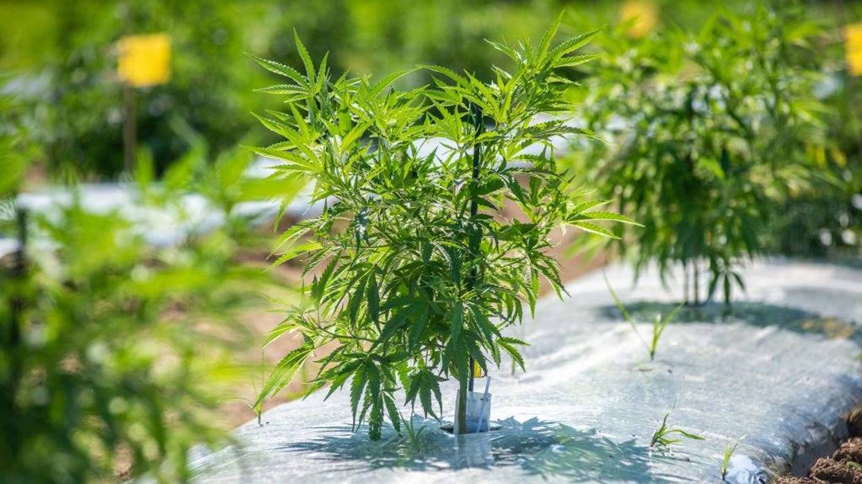 Ag Commissioner's political consultant accused of taking bribes in return for securing hemp licenses