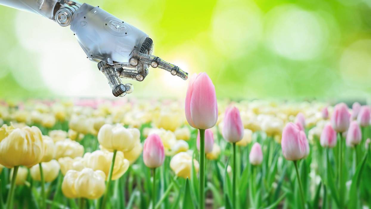 Agriculture technology concept with automation cyborg in tulip garden