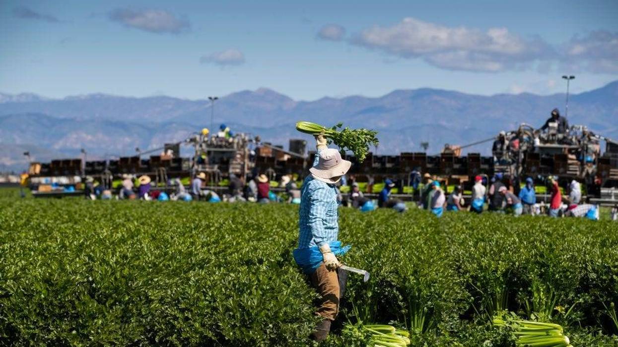 Agriculture Workers, Deemed Essential, Continues Working In The Fields In Oxnard, California