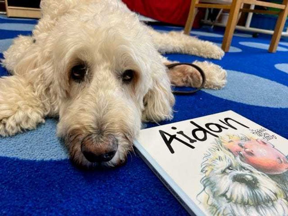 Aidan Goldendoodle