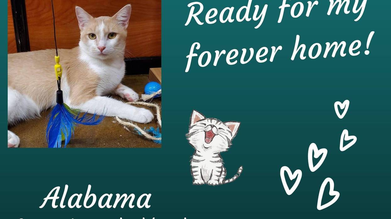 Alabama, a three year old orange and white cat