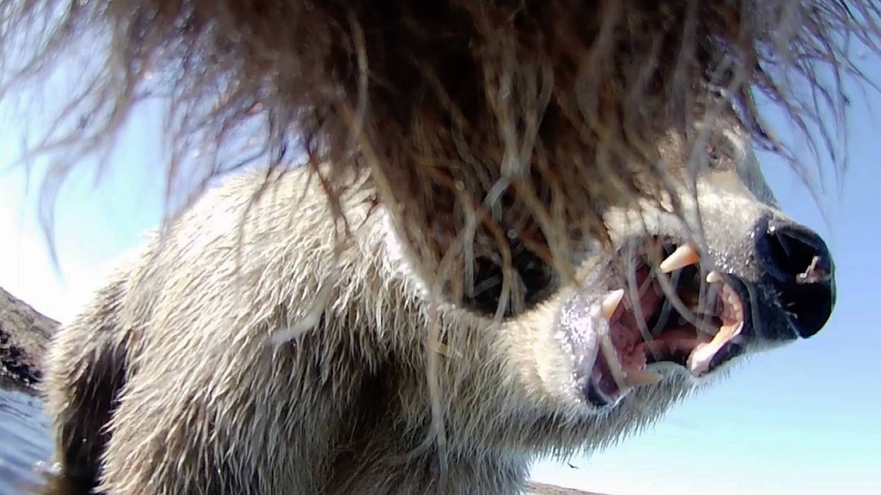 Alaska Bears Collar Cams