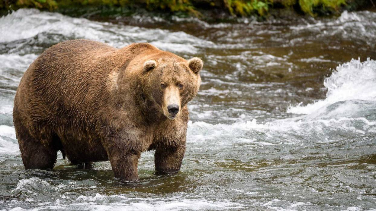 Alaska brown bear fishing.