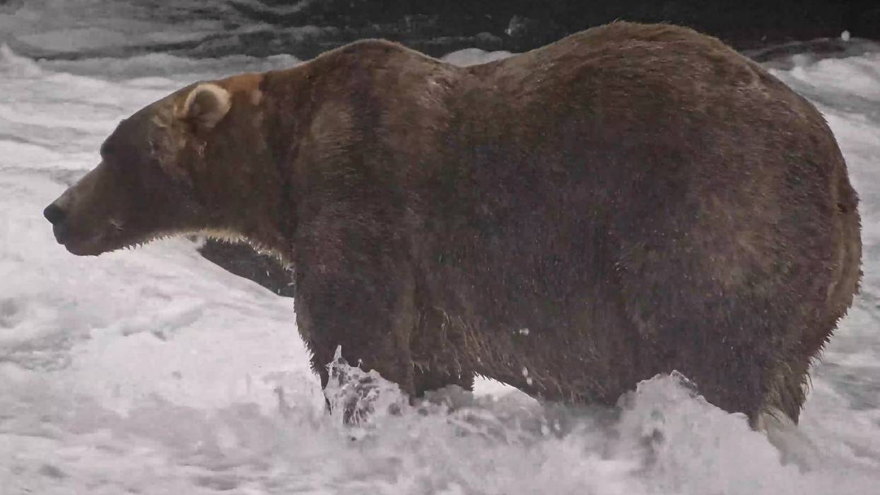 Alaska Fat Bear Week 56