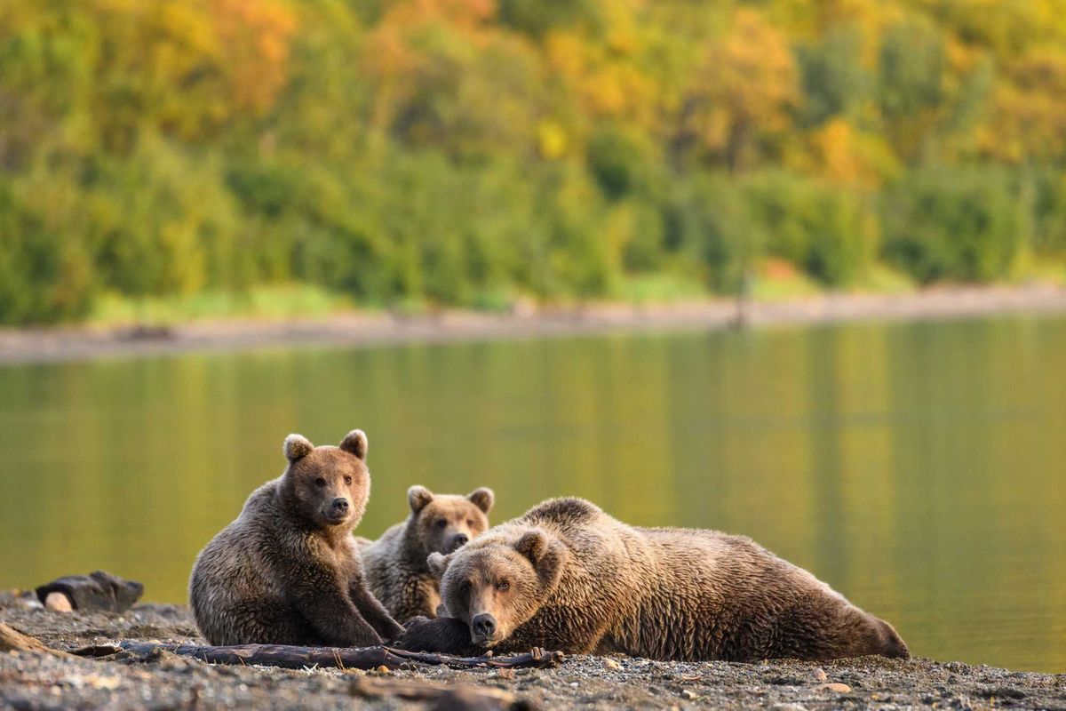 Alaskan brown bear family, mother and two cubs, relaxing on the beach of Naknek Lake with fall color on the hillside behind. CBS Sacramento reported a mother and two cubs were spotted on a beach in South Lake Tahoe. Photo by Getty Images
