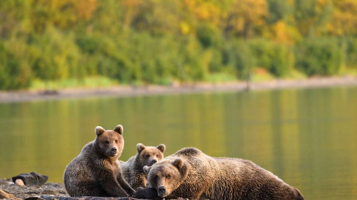 Alaskan brown bear family, mother and two cubs, relaxing on the beach of Naknek Lake with fall color on the hillside behind. CBS Sacramento reported a mother and two cubs were spotted on a beach in South Lake Tahoe. Photo by Getty Images