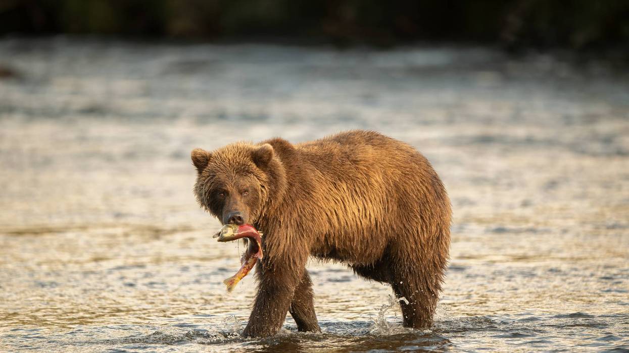 Alaskan brown bear with sockeye salmon at sunrise