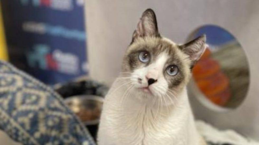 Albert @ Austin Humane Society 9/22/21