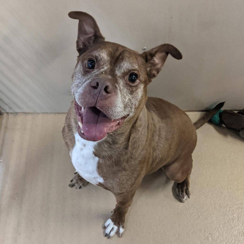 Albert from Five Acres Animal Shelter