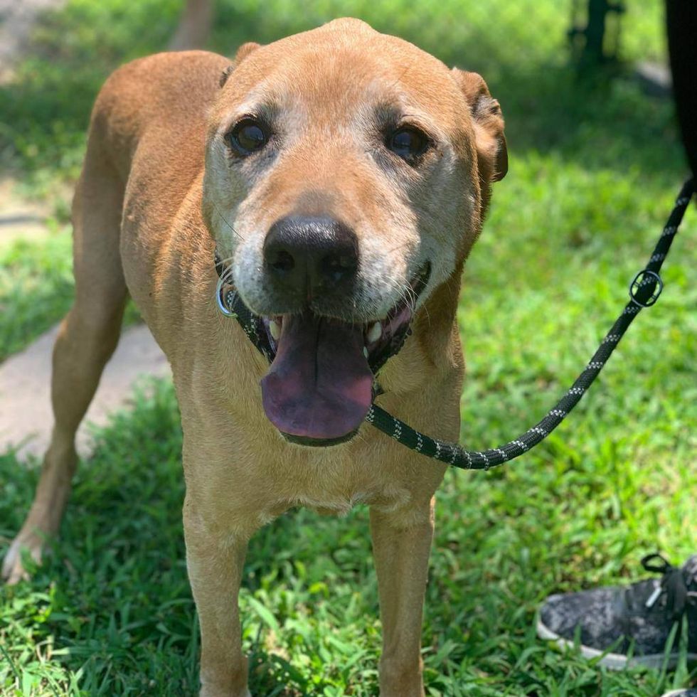 Albert from Gateway Pet Guardians