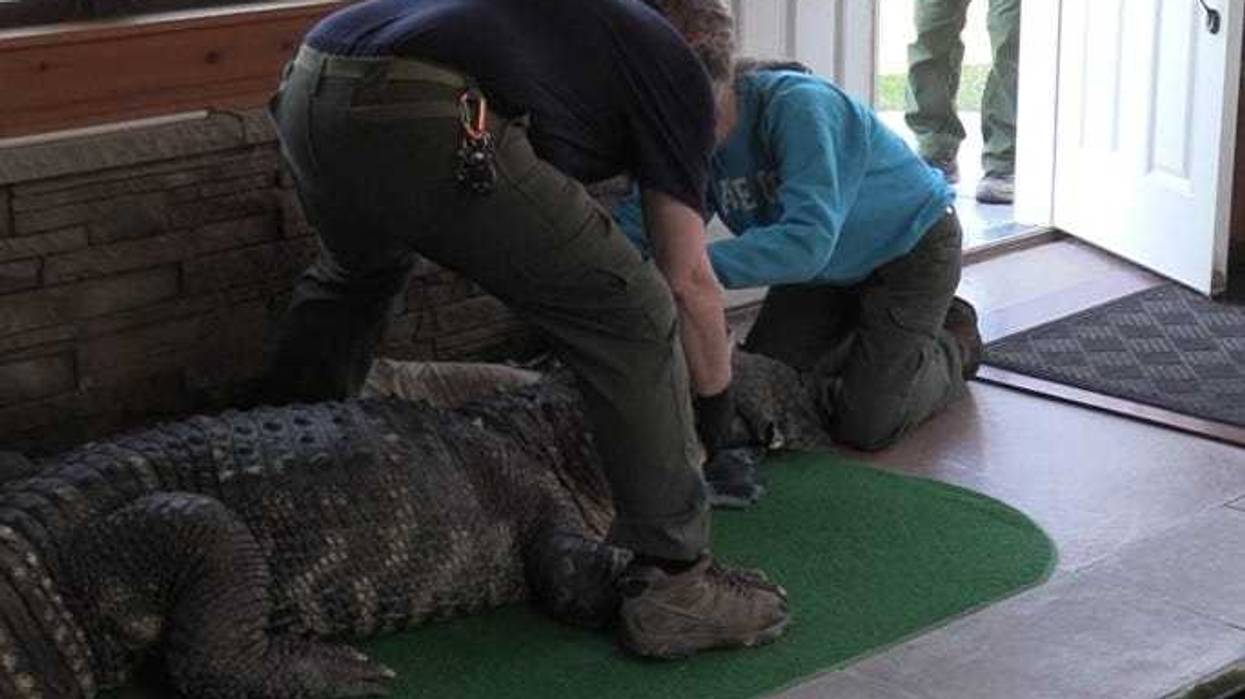 Albert the Alligator