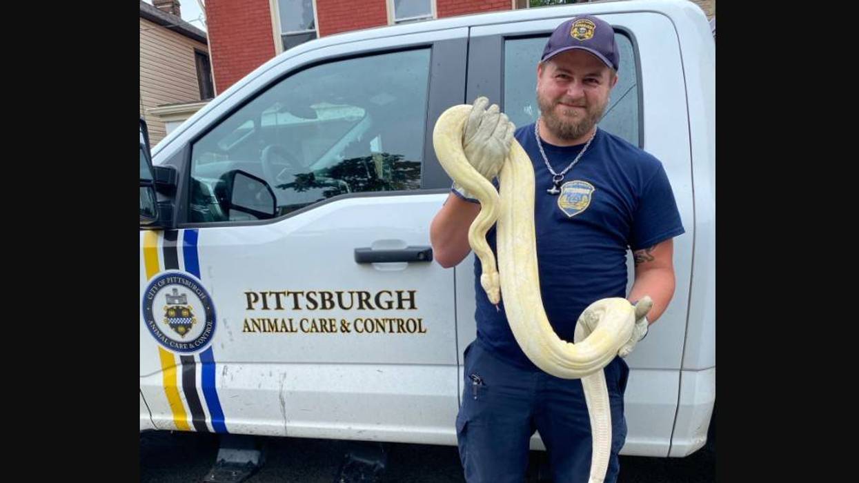 Boa constrictor discovered in Pittsburgh backyard