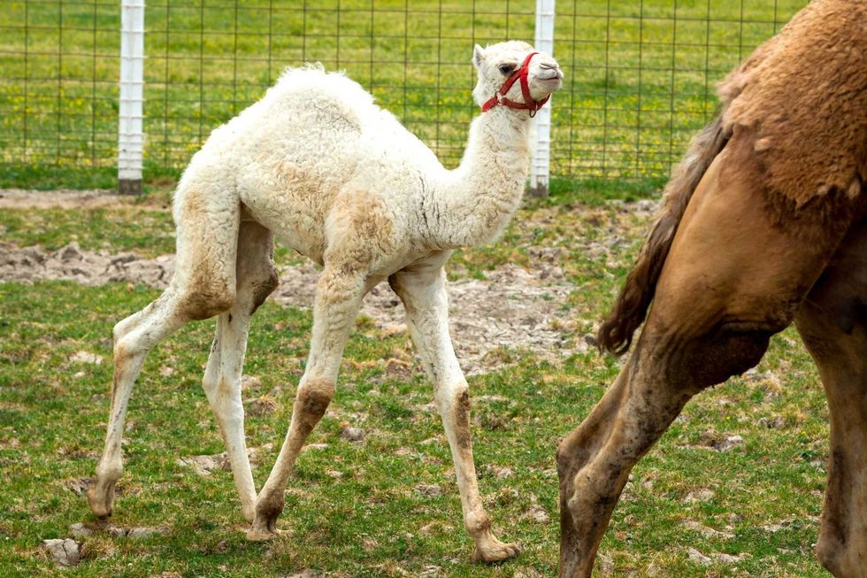 Albino Camel