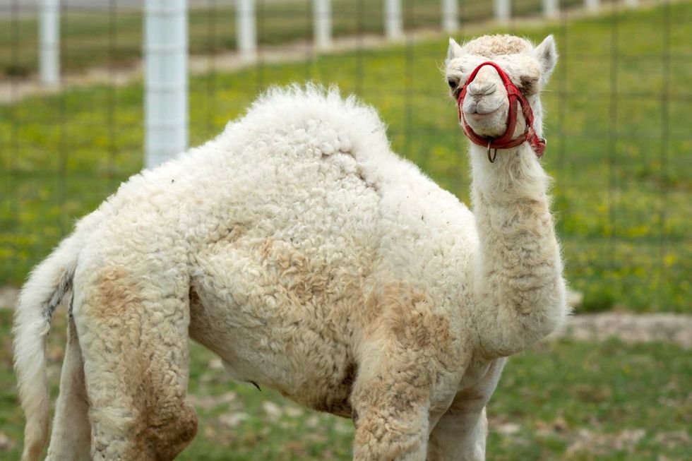 Albino Camel