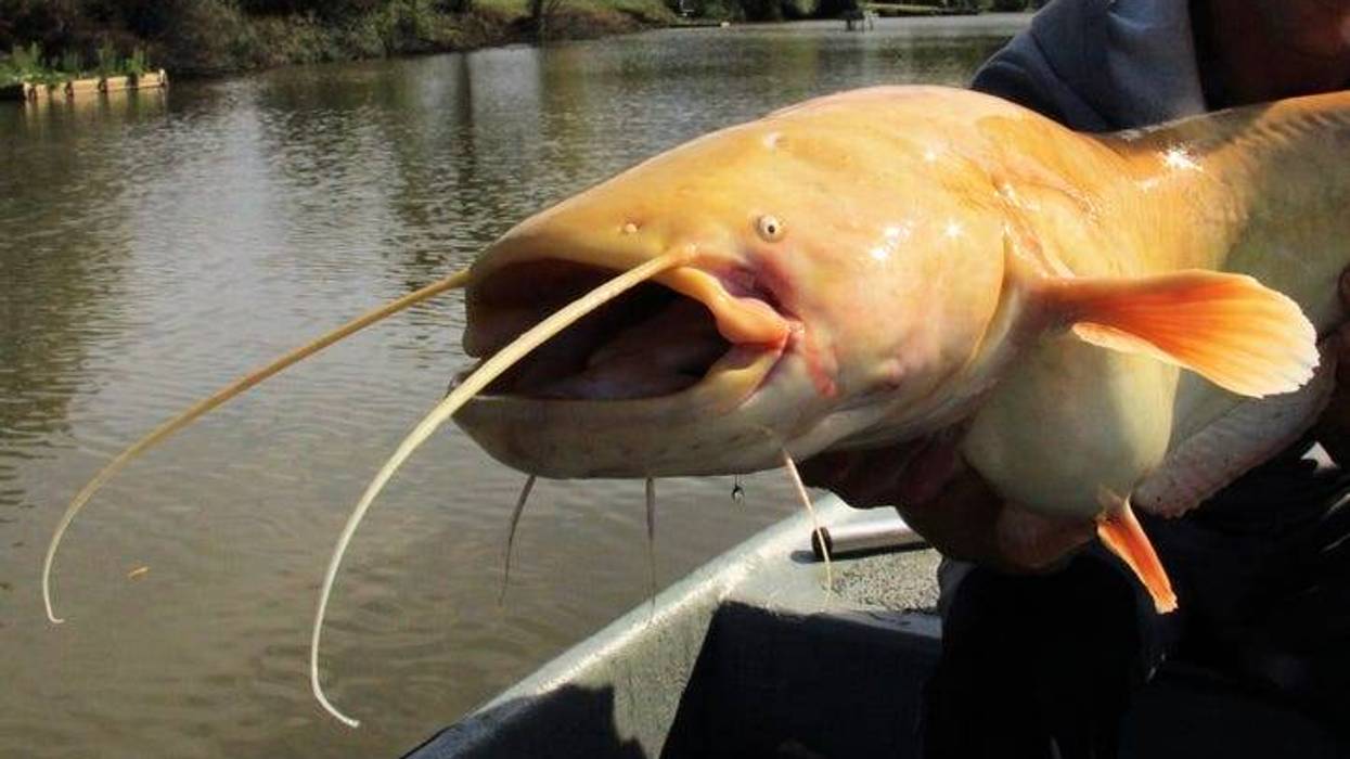Albino Catfish