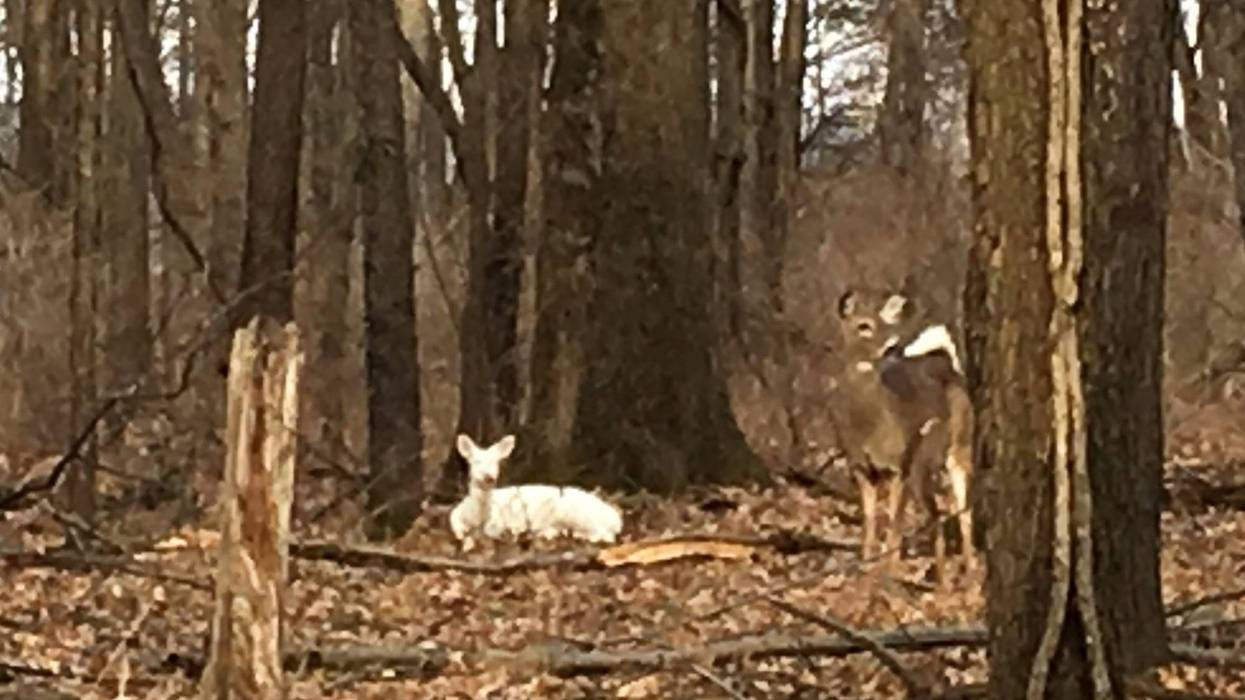 albino deer with fawn