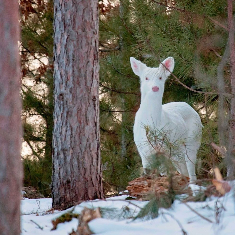 Albino Deer