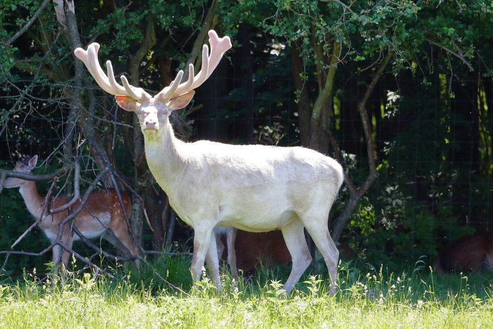 Albino Deer